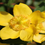 Close-up of Tribulus Omanense, the national flower of the UAE."